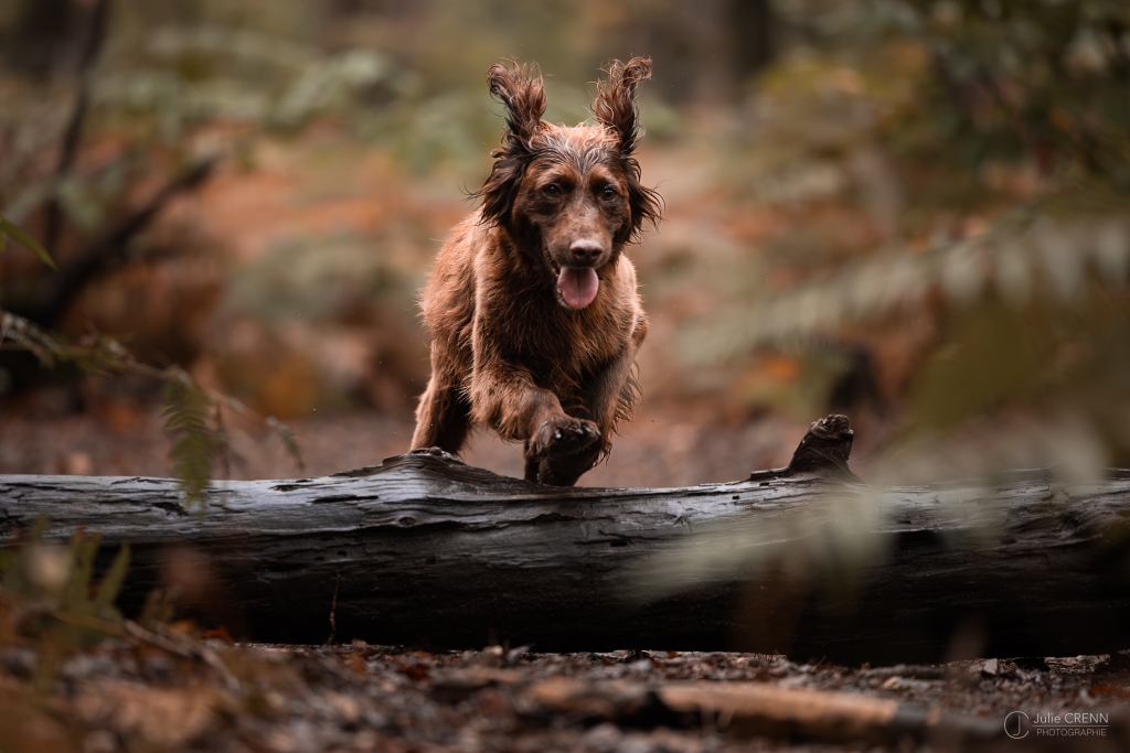 Éducation canine en forêt