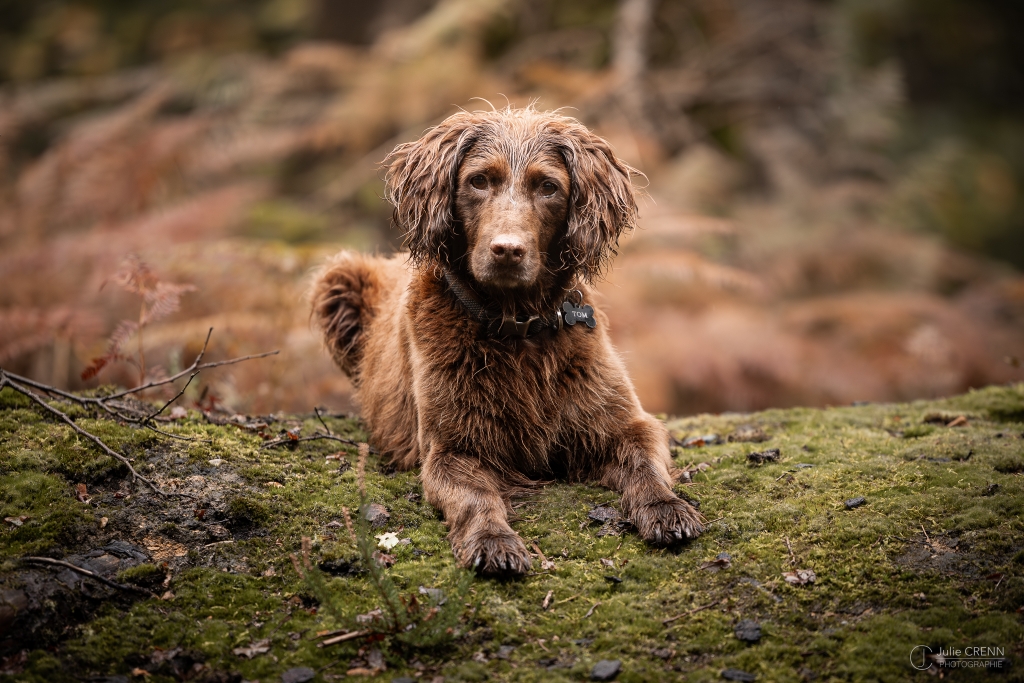 Chien curieux et détendu