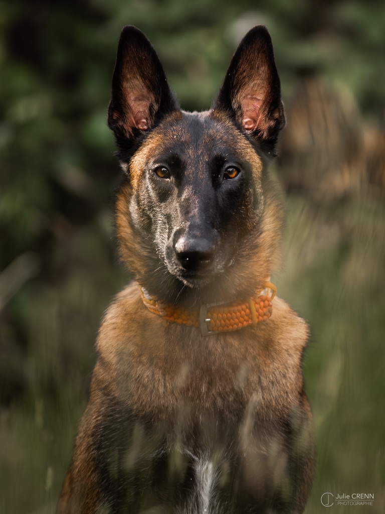 Éducation canine en extérieur dans la nature