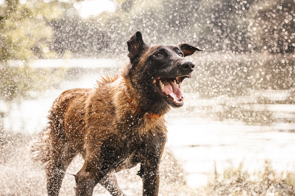 Chien jouant en nature